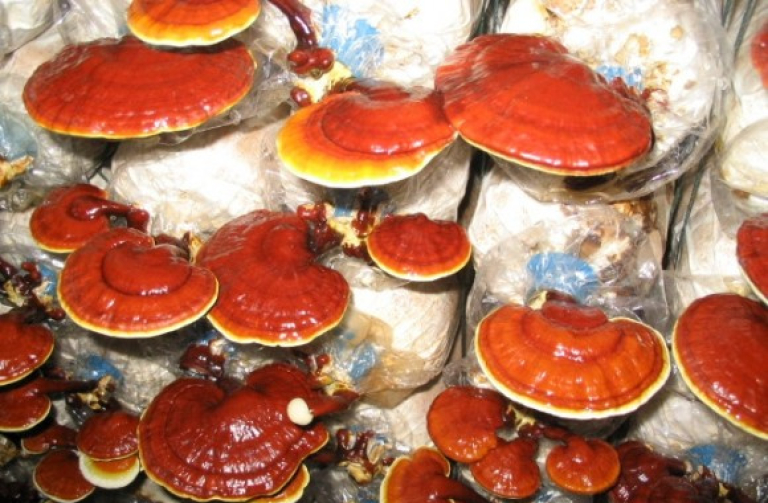 Reishi